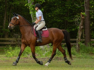 Thoroughbred Show Horse - Middleton Equestrian Center - Charleston, SC - Heather Johnson Photo 