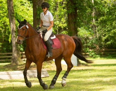 Thoroughbred show horse - Middleton Equestrian Center - Charleston,SC- Heather Johnson Photo 