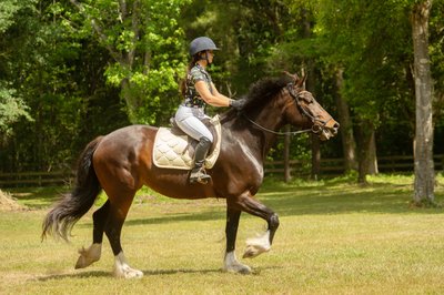Horse Portrait - Middleton Place Equestrian Center - Heather Johnson Photo 