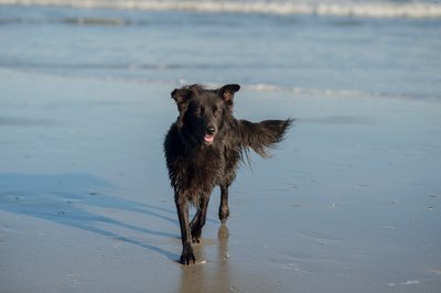 Dog Portrait on Isle of Palms Beach, South Carolina 