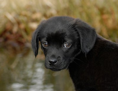 Black Labrador Retriever Puppy - Kershaw, South Carolina - Heather Johnson Photo 