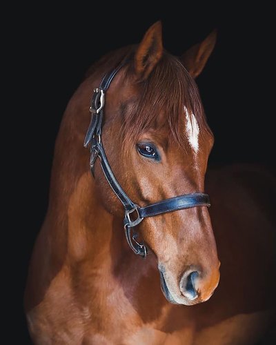 Black Background Horse Portrait - Charleston, South Carolina - Heather Johnson Photo 
