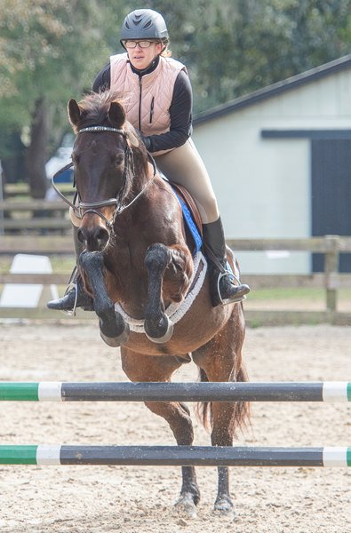 Portrait of a horse - Middleton Equestrian Center - Charleston,SC - Heather Johnson Photo 