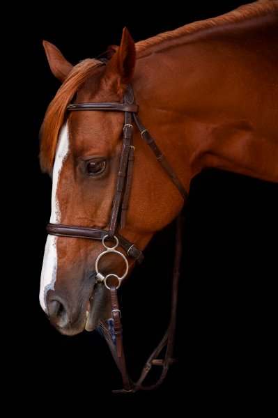 Camden SC Black Background Horse Image 