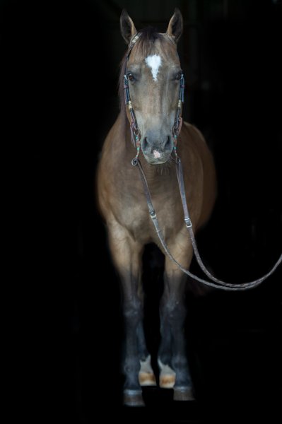SC Black Background Horse Portrait 