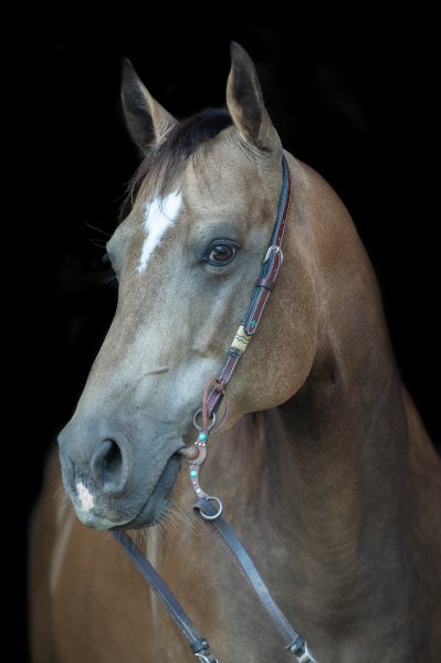 Horse Headshot Portrait - Camden, SC 