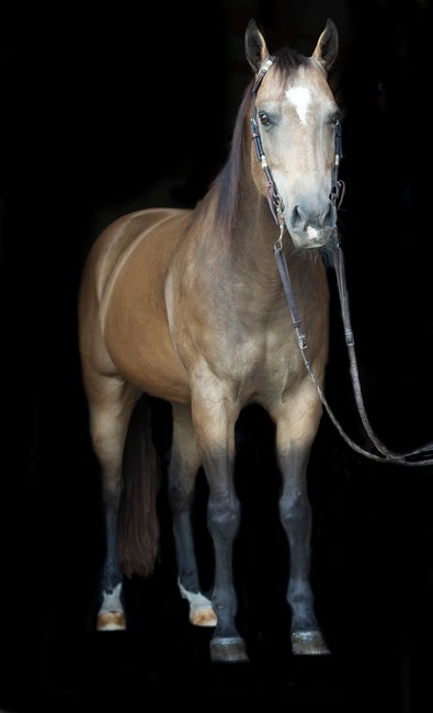 Black Background Quarterhorse Horse Portrait - Camden, SC 