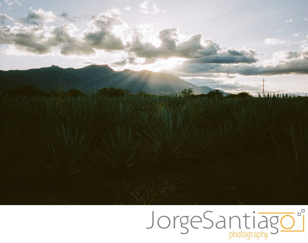 Agave field at sunset in Oaxaca