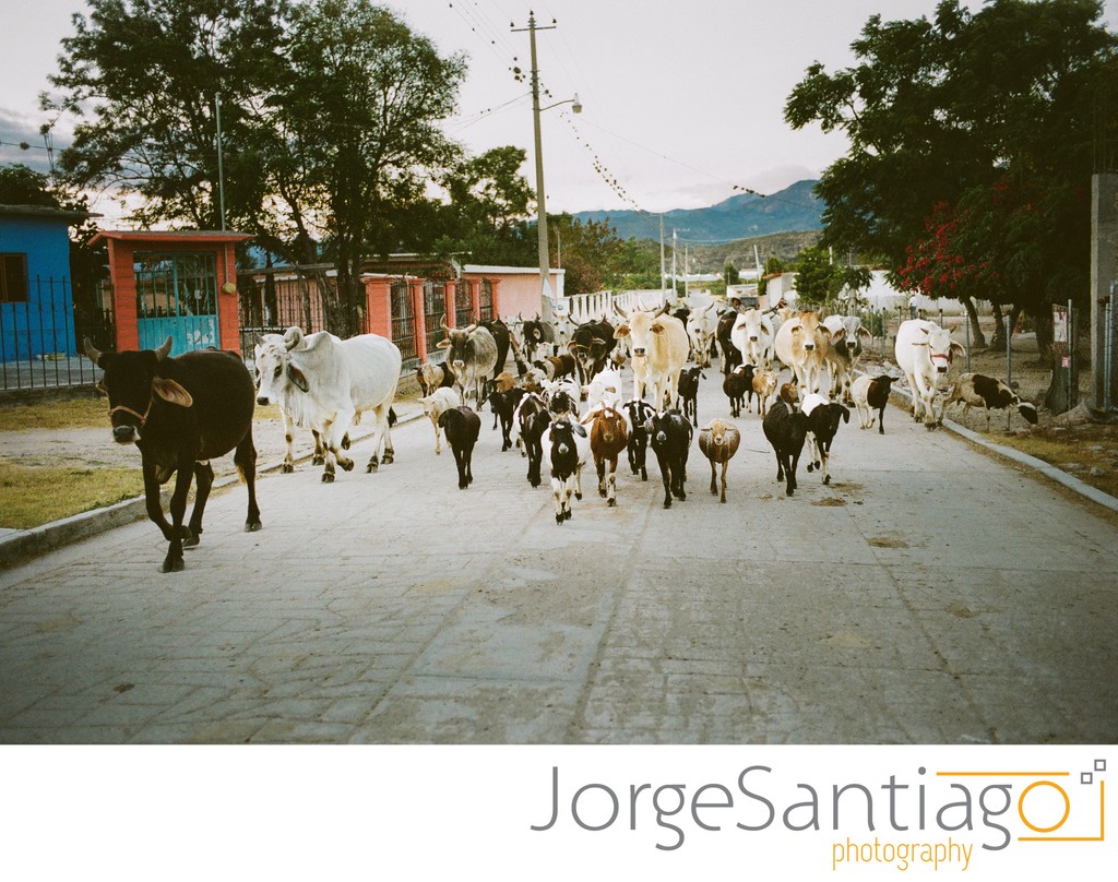 Rush hour in Oaxaca | Film Photography 