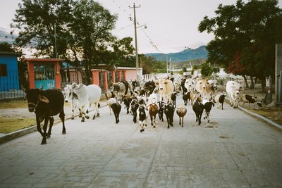 Rush hour in Oaxaca | Film Photography 