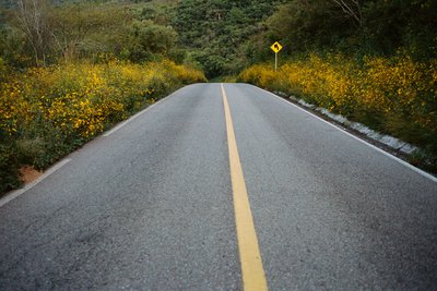 Wild marigold on the road to Guelatao